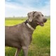 lionto Durable Nylon Dog Collar, Extra Small, Soft Padded Collar for Dogs, 360° Reflective & Click Closure, Metal Ring & Adjustment by Continuous Slider, Beige