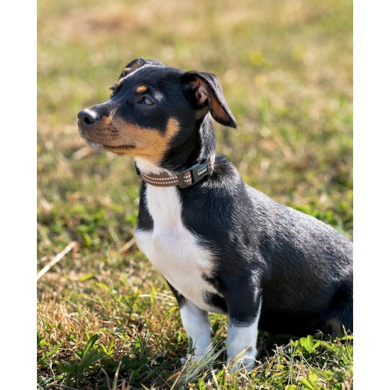 lionto Durable Nylon Dog Collar, Extra Small, Soft Padded Collar for Dogs, 360° Reflective & Click Closure, Metal Ring & Adjustment by Continuous Slider, Beige lionto Durable Nylon Dog Collar, Extra Small, Soft Padded Collar for Dogs, 360° Reflective & Click Closure, Metal Ring & Adjustment by Continuous Slider, Beige