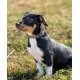 lionto Durable Nylon Dog Collar, Extra Small, Soft Padded Collar for Dogs, 360° Reflective & Click Closure, Metal Ring & Adjustment by Continuous Slider, Beige