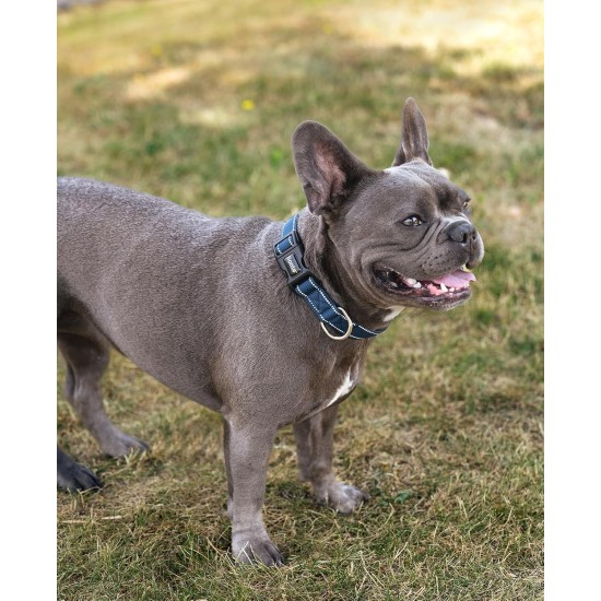 lionto Durable Nylon Dog Collar, Extra Small, Soft Padded Collar for Dogs, 360° Reflective & Click Closure, Metal Ring & Adjustment by Continuous Slider, Beige lionto Durable Nylon Dog Collar, Extra Small, Soft Padded Collar for Dogs, 360° Reflective & Click Closure, Metal Ring & Adjustment by Continuous Slider, Beige