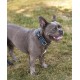 lionto Durable Nylon Dog Collar, Extra Small, Soft Padded Collar for Dogs, 360° Reflective & Click Closure, Metal Ring & Adjustment by Continuous Slider, Beige