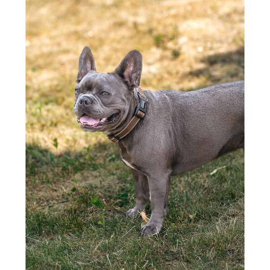 lionto Durable Nylon Dog Collar, Extra Small, Soft Padded Collar for Dogs, 360° Reflective & Click Closure, Metal Ring & Adjustment by Continuous Slider, Beige lionto Durable Nylon Dog Collar, Extra Small, Soft Padded Collar for Dogs, 360° Reflective & Click Closure, Metal Ring & Adjustment by Continuous Slider, Beige