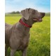 lionto Durable Nylon Dog Collar, Extra Small, Soft Padded Collar for Dogs, 360° Reflective & Click Closure, Metal Ring & Adjustment by Continuous Slider, Beige