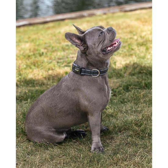 lionto Durable Nylon Dog Collar, Extra Small, Soft Padded Collar for Dogs, 360° Reflective & Click Closure, Metal Ring & Adjustment by Continuous Slider, Beige lionto Durable Nylon Dog Collar, Extra Small, Soft Padded Collar for Dogs, 360° Reflective & Click Closure, Metal Ring & Adjustment by Continuous Slider, Beige