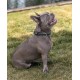 lionto Durable Nylon Dog Collar, Extra Small, Soft Padded Collar for Dogs, 360° Reflective & Click Closure, Metal Ring & Adjustment by Continuous Slider, Beige