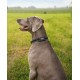 lionto Durable Nylon Dog Collar, Extra Small, Soft Padded Collar for Dogs, 360° Reflective & Click Closure, Metal Ring & Adjustment by Continuous Slider, Beige
