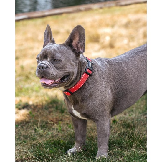 lionto Durable Nylon Dog Collar, Extra Small, Soft Padded Collar for Dogs, 360° Reflective & Click Closure, Metal Ring & Adjustment by Continuous Slider, Beige lionto Durable Nylon Dog Collar, Extra Small, Soft Padded Collar for Dogs, 360° Reflective & Click Closure, Metal Ring & Adjustment by Continuous Slider, Beige