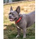 lionto Durable Nylon Dog Collar, Extra Small, Soft Padded Collar for Dogs, 360° Reflective & Click Closure, Metal Ring & Adjustment by Continuous Slider, Beige