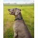 lionto Padded Dog Collar Nylon Reflective Waterproof Adjustable Size XL Black lionto Padded Dog Collar Nylon Reflective Waterproof Adjustable Size XL Black