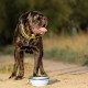 Aqpet Silicone Collapsible Travel Bowl with Carabiner for Dogs and Cats Capacity 750ml Aqpet Silicone Collapsible Travel Bowl with Carabiner for Dogs and Cats Capacity 750ml