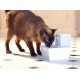 Aqua Drinking Fountain, Pet Fountain for Small Dogs and Cats, 1.8 Litres, BPA Free, Energy Saving, Quiet, Drinking Fountain for Small Pets, Includes Filter