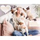 Automatic Cat and Dog Feeder, 2 in 1 Upgraded Chip Timed Dry Pet Food Feeder with Display, 48 Hours Freshness for Semi-Wet Food, Healthier Meal for All Pets