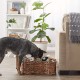 Bone Dry Pet Storage Collection Hyacinth Bone, Natural, Medium