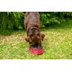 Collapsible Lightweight Dog Water Bowl Collapsible Lightweight Dog Water Bowl