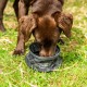 Collapsible Lightweight Dog Water Bowl Collapsible Lightweight Dog Water Bowl