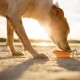Dingo Vasco 14466 Travel Bowl Silicone with Metal Carabiner, Black Rim Additional Reinforced, Foldable and Lightweight, Capacity 350 ml, Orange Dingo Vasco 14466 Travel Bowl Silicone with Metal Carabiner, Black Rim Additional Reinforced, Foldable and Lightweight, Capacity 350 ml, Orange