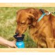 Dog Bottle with Integrated Bowl - Travel and Transport Bottle - Car, Indoor and Outdoor - 0.5 L Water Bottle Dog Bottle with Integrated Bowl - Travel and Transport Bottle - Car, Indoor and Outdoor - 0.5 L Water Bottle