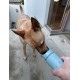 Eco Friendly Stainless Steel Dog Water Bottle Mint Eco Friendly Stainless Steel Dog Water Bottle Mint