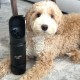 Eco Friendly Stainless Steel Dog Water Bottle Mint Eco Friendly Stainless Steel Dog Water Bottle Mint