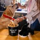FISURA - Original Will Sit Pet Food Container Pet Treat Container Ceramic Food Storage Container 12x20cm FISURA - Original Will Sit Pet Food Container Pet Treat Container Ceramic Food Storage Container 12x20cm