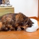 Ferplast 71300011 Cat and dog drinking fountain VEGA, contents: 2 liters, dimensions: 23 x 29.5 x 16 cm Ferplast 71300011 Cat and dog drinking fountain VEGA, contents: 2 liters, dimensions: 23 x 29.5 x 16 cm