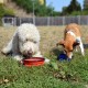 Foldable silicone dog bowl in blue (BPA-free), travel bowl for dogs and cats with carabiner - 350 ml Foldable silicone dog bowl in blue (BPA-free), travel bowl for dogs and cats with carabiner - 350 ml
