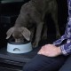 Hunter Road Refresher 44442 Travel Bowl 1.4 L