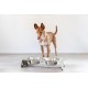 Jaska Raised Dog Bowl, 2 Sizes, 3 Colours