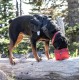 Kurgo Collapsible Dog Food and Water Bowl with Carabiner Hook and Clasp 1.4L Capacity Blue Kurgo Collapsible Dog Food and Water Bowl with Carabiner Hook and Clasp 1.4L Capacity Blue