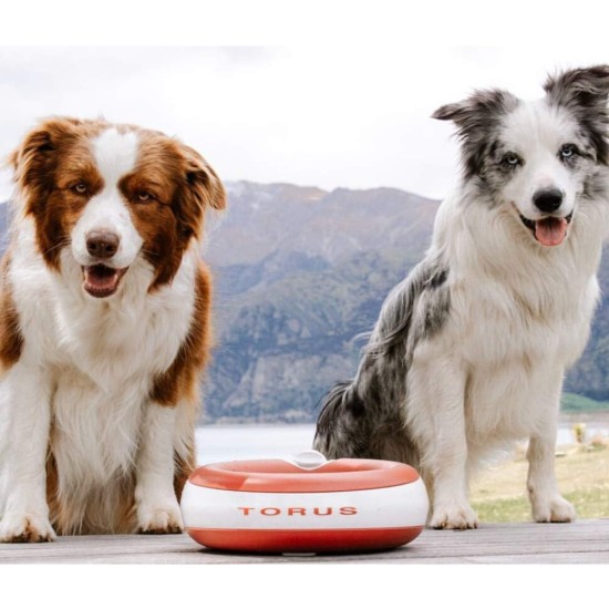 Maxi Filtered Water Bowl (Blue) - 2 Litre - Home & Travel Bowl - Autofill - No Leaks - Antimicrobial - BPA Free - Dog - Cat Maxi Filtered Water Bowl (Blue) - 2 Litre - Home & Travel Bowl - Autofill - No Leaks - Antimicrobial - BPA Free - Dog - Cat