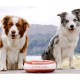 Maxi Filtered Water Bowl (Blue) - 2 Litre - Home & Travel Bowl - Autofill - No Leaks - Antimicrobial - BPA Free - Dog - Cat Maxi Filtered Water Bowl (Blue) - 2 Litre - Home & Travel Bowl - Autofill - No Leaks - Antimicrobial - BPA Free - Dog - Cat