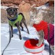 Maxi Filtered Water Bowl (Blue) - 2 Litre - Home & Travel Bowl - Autofill - No Leaks - Antimicrobial - BPA Free - Dog - Cat Maxi Filtered Water Bowl (Blue) - 2 Litre - Home & Travel Bowl - Autofill - No Leaks - Antimicrobial - BPA Free - Dog - Cat
