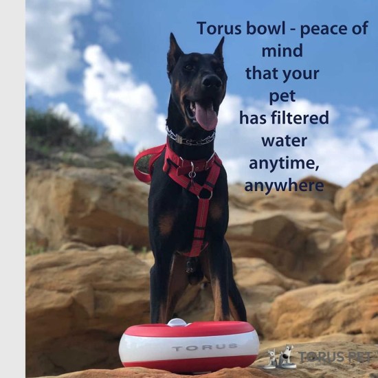 Maxi Filtered Water Bowl (Blue) - 2 Litre - Home & Travel Bowl - Autofill - No Leaks - Antimicrobial - BPA Free - Dog - Cat Maxi Filtered Water Bowl (Blue) - 2 Litre - Home & Travel Bowl - Autofill - No Leaks - Antimicrobial - BPA Free - Dog - Cat