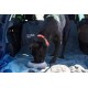 Mountain Paws Splashproof Dog Bowl Capacity 1100ml