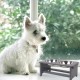 Nothing Burger Raised Dog Bowls for Large Dogs, Dog Bowl with Stand, Bamboo with 2 Stainless Steel Bowls (Grey) Nothing Burger Raised Dog Bowls for Large Dogs, Dog Bowl with Stand, Bamboo with 2 Stainless Steel Bowls (Grey)