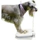 Outdoor Dog Pet Water Sprinkler, Easy Activated, Dog Water Fountain Toy, Paw Activated Drinking, Dog Water Fountain with Hose, Easy to Train Outdoor Dog Pet Water Sprinkler, Easy Activated, Dog Water Fountain Toy, Paw Activated Drinking, Dog Water Fountain with Hose, Easy to Train