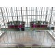 Pair of Dog Bowls for Crates/Cages or Pens, Large, 2.0 Litre, Pink Pair of Dog Bowls for Crates/Cages or Pens, Large, 2.0 Litre, Pink