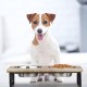 Relaxdays Bowl Stand, Stainless Steel Bowls 1200 ml, Acacia Wood Dog Feeding Station HBT 23 x 49.5 x 25 cm, Brown Relaxdays Bowl Stand, Stainless Steel Bowls 1200 ml, Acacia Wood Dog Feeding Station HBT 23 x 49.5 x 25 cm, Brown
