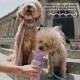 Springer Growler Travel Dog Water Bottle - 1.247.4g Large Dog Water Bottle with Patented Leakproof Design for Walking, Hiking and Travel, BPA Free Materials (Grey) Springer Growler Travel Dog Water Bottle - 1.247.4g Large Dog Water Bottle with Patented Leakproof Design for Walking, Hiking and Travel, BPA Free Materials (Grey)