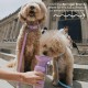 Springer Growler Travel Water Bottle for Dogs - As Seen on Shark Tank - 1.2L Large Dog Water Bottle with Patented Leakproof Design for Walking, Hiking and Travel, BPA Free Springer Growler Travel Water Bottle for Dogs - As Seen on Shark Tank - 1.2L Large Dog Water Bottle with Patented Leakproof Design for Walking, Hiking and Travel, BPA Free