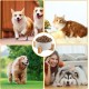 YAYODS Set of 2 850 ml Ceramic Dog Bowls - Raised Dog Bowl - Cat Bowl Set - Dog Bowls - Dog Bowl - Dog Bowl - Dog Bowl - Dog Bowl with Dog Bowl Stand for Cats and Dogs YAYODS Set of 2 850 ml Ceramic Dog Bowls - Raised Dog Bowl - Cat Bowl Set - Dog Bowls - Dog Bowl - Dog Bowl - Dog Bowl - Dog Bowl with Dog Bowl Stand for Cats and Dogs