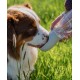 lionto Water Bottle for Dogs and Cats, 350 ml, Dog Drinking Bottle, Portable and Leak-Proof, Made of Food-Grade ABS Plastic with Locking, Dishwasher Safe, Perfect for Travel, Grey lionto Water Bottle for Dogs and Cats, 350 ml, Dog Drinking Bottle, Portable and Leak-Proof, Made of Food-Grade ABS Plastic with Locking, Dishwasher Safe, Perfect for Travel, Grey