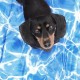 All for Paws 8003 Chill Out – Cooling Mat for Dogs Medium,All For Paws Chill Out Refreshing Blanket, Size m, 50 x 40 cm All for Paws 8003 Chill Out – Cooling Mat for Dogs Medium,All For Paws Chill Out Refreshing Blanket, Size m, 50 x 40 cm