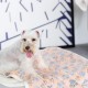 Allisandro Dog Blanket Fluffy Blanket 100 x 80 cm Super Soft and Warm Cat Blanket Cute Claw Print Large Coffee, 80x60cm Allisandro Dog Blanket Fluffy Blanket 100 x 80 cm Super Soft and Warm Cat Blanket Cute Claw Print Large Coffee, 80x60cm