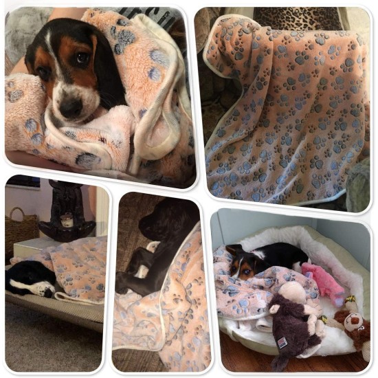 Allisandro Dog Blanket Fluffy Blanket 100 x 80 cm Super Soft and Warm Cat Blanket Cute Claw Print Large Coffee, 80x60cm Allisandro Dog Blanket Fluffy Blanket 100 x 80 cm Super Soft and Warm Cat Blanket Cute Claw Print Large Coffee, 80x60cm