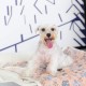 Allisandro Dog Blanket Fluffy Blanket 100 x 80 cm Super Soft and Warm Cat Blanket Cute Claw Print Large Coffee, 80x60cm Allisandro Dog Blanket Fluffy Blanket 100 x 80 cm Super Soft and Warm Cat Blanket Cute Claw Print Large Coffee, 80x60cm