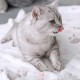 Allisandro® Super Soft Warm & Soft Pet Blanket Cat Blanket Fleece Blanket Pet Sleeping Blanket, 100x80cm Allisandro® Super Soft Warm & Soft Pet Blanket Cat Blanket Fleece Blanket Pet Sleeping Blanket, 100x80cm