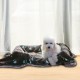 Allisandro® Super Soft Warm & Soft Pet Blanket Cat Blanket Fleece Blanket Pet Sleeping Blanket, 200x150cm Allisandro® Super Soft Warm & Soft Pet Blanket Cat Blanket Fleece Blanket Pet Sleeping Blanket, 200x150cm