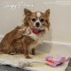 Ancol Self Heating Dog Cat Bed Heating Pad