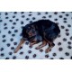 AnimoConcept Essential Breeder Rug for Dogs AnimoConcept Essential Breeder Rug for Dogs